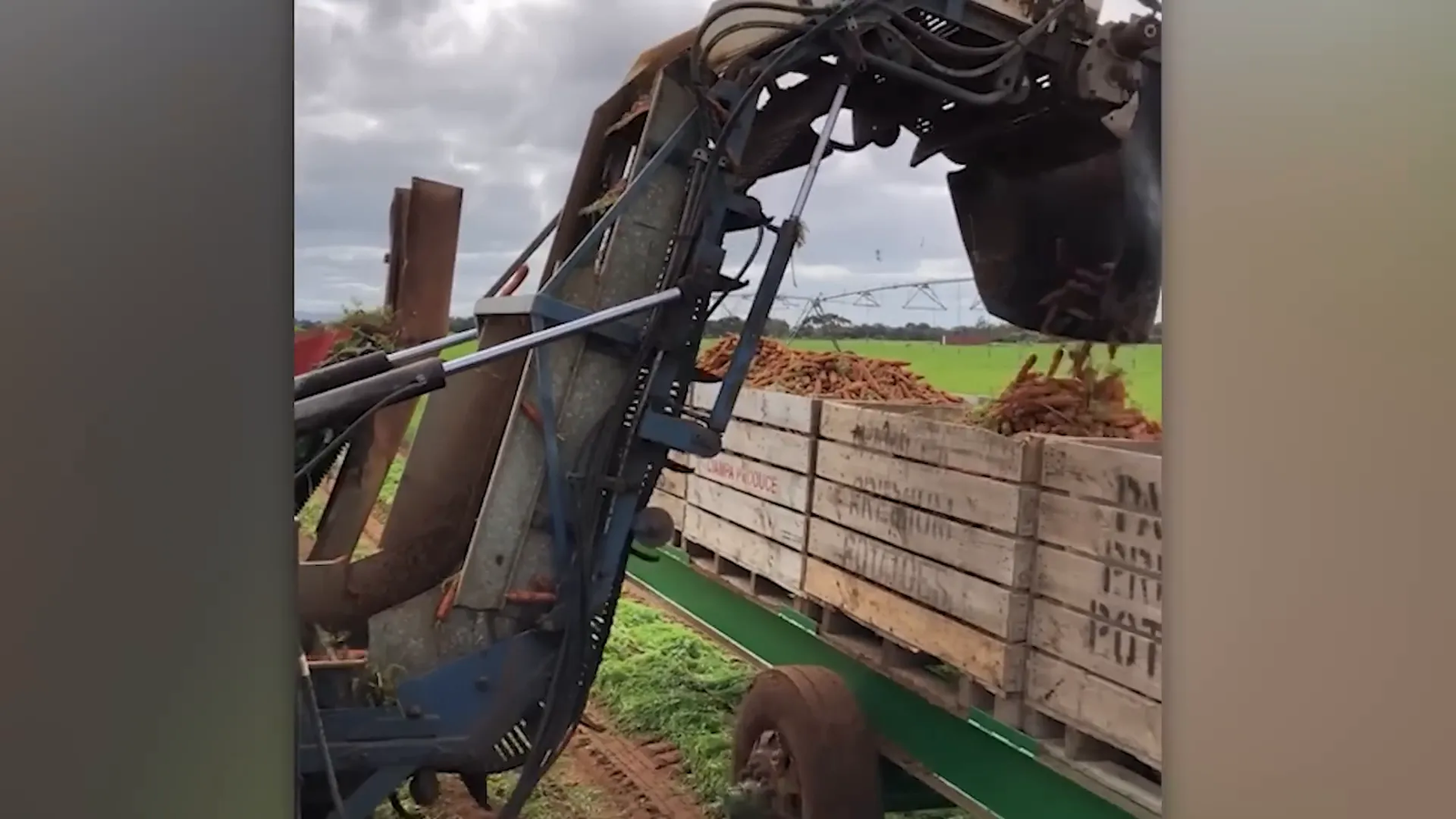 מכונת קציר גזר